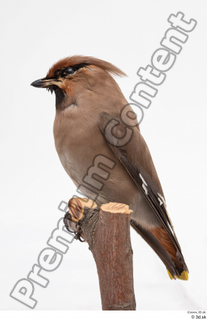 Bohemian waxwing Bombycilla garrulus whole body 0007.jpg